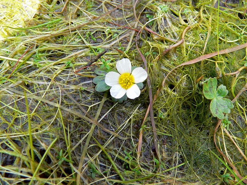Altro Ranunculus acquatico da determinare